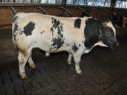 En meget velformet og trivelig krydsningskalv