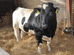 Ikke alle blåkvægskrydsningskalvene har stærke lemmer. Tyren her måtte på dybstrøelse pga. lemmelidelse