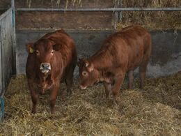 Enkelte af Bjarnes dyr bærer stadig synligt præg af at være krydsningsdyr. Den mørke mule på dyret til venstre afslører, at den kommer fra RDM.