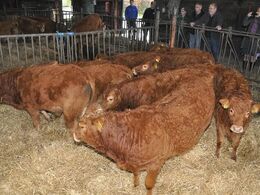 Kalvene var netop fravænnet, så de var selvsagt ret utilfredse med situationen.