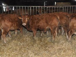 Nogle af disse kalve vil ende på efterskoleelevernes middagstallerkener, for selvforsyning er en af grundtankerne med skolens landbrug, der i øvrigt er ved at blive omlagt til økologi.