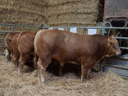 I stalden var fire lovende tyre bundet op til beskuelse