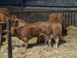 En del af årets kalve er efter den franske tyr Gabin og påkaldte sig megen opmærksomhed