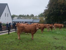 I en fold ved ejendommen gik drægtige køer og kvier samt løbekvier