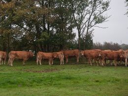 Mange store dyr med megen luft under maven