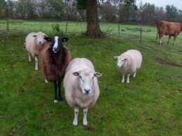 Lidt af en dyrepark hos Kirsten og Bent – foruden de 19 limousinekøer med opdræt så vi får, heste og katte