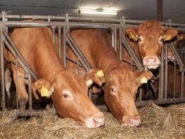 Hos Bente og Verner Beck, Torp ved Aabenraa, startede vi med at se limousiner i stalden – her er efterårskælverne lige inde for at få suppleringsfoder