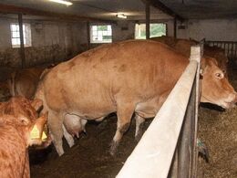 Hurtigt blev auktionskoen Eneuf spottet – hende var der flere, som kendte