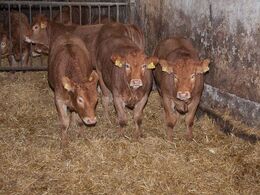 Disse nyklippede kvier var kommet på stald for vinteren