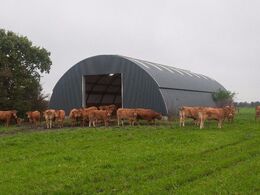 En gruppe køer har denne rundbuehal i marken som stald