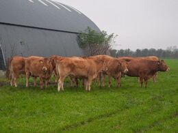 Bemærk at førerkoen har klokke om halsen