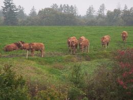En gruppe kvier fanget med zoom