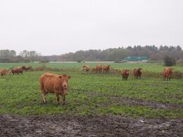 Efterårskælverne på stald kan vælge at gå ud på marken med deres afkom