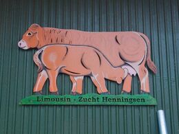 Imponerende bomærke hos Limousin Zucht Henningsen i Hürup øst for Flensborg. Her er 55 køer i næsten nye stalde. Pollethed er et vigtigt avlsmål. På gården er der desuden slagtesvineproduktion.
