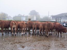 Pollede tyre som skal på auktion til vinter – her til beskuelse bag mobilt hegn