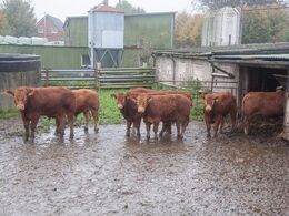 De samme pollede tyre tilbage i deres løbegård