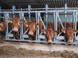 Kvier i fanggitter – nærbillede