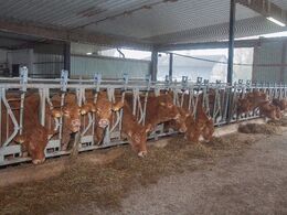 Kvier i fanggitter – set indefra og ud