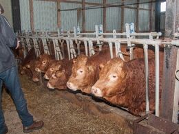 I bunden af stalden finder vi de hornede tyre, som skal slagtes