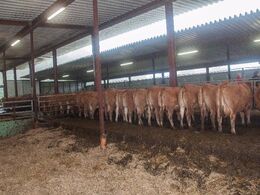 Køer i fanggitter – set bagfra – bemærk meget bredt æderepos