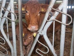 Ko med nyfødt kalv i kælvningsboks