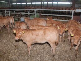 En flok kalve spærret inde i deres kalveskjul