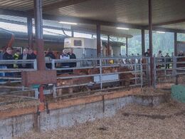 Kalveskjulet set fra ”ko-siden”