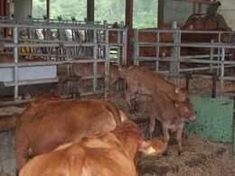 Kalvene slippes løs og kravler ned ad trappen