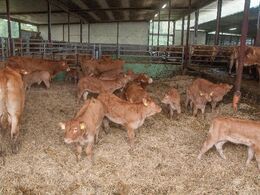 Køer og kalve er genforenet