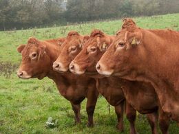 Nogle køer stiller sig an og ser yndige ud