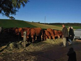 Dyrene var hegnet ind belejligt tæt på publikum, så der var noget at se på under kaffen.
