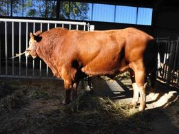 Avlstyren var bundet ud på gangen til ekstra beundring. Tyren er med dobbeltmuskulatur og har løbet flere af hundyrene i besætningen.