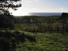 Bakker, havet og det, at det er et næs, giver vinavlen gode betingelser her på Røsnæs