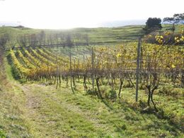 Efterårssolen bager over vinskråningerne