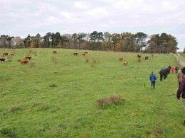 Mogens Anholt har sit hereford kvæg gåenede ude hele året her på Røsnæs