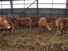 Limousinerne i den delvist åbne stald er delvist klippet