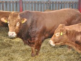 Foldtyr i besætningen er Kjeldgaard Kornelius