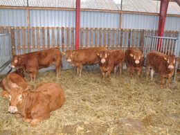 Kvierne hygger sig i læ-siden af stalden