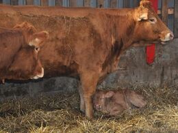 Nyeste skud på stammen i Gjern Limousine – moderen passede godt på den lille ny