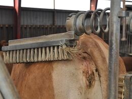 Detalje: Fastmonteret børste så limousinerne selv kan børste ryggen ren