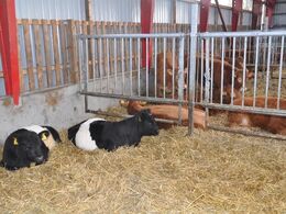 Men hov hvad er det for et par fejlfarver!? Ejvind Svejstrup fortæller, at Galloway-kvierne er indkøbt i håb om at de vil æde nogle af de ukrudtsarter, som limousinerne vrager på græsningsarealerne.