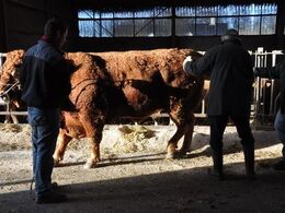 Åbent hus på Skårmosegård ved Næstved blev skudt i gang med at fotografere Løserupgård Gobrent, som residerer på gården. Gobrent er én af Limousineforeningens ungtyre. Han skal lige shines lidt op for fotografen.