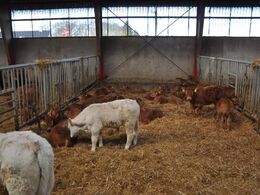 Besætningen består af 150 moderdyr, hvoraf de fleste er limousine (82 %). Der har før været avlet charolais, og der nu 15 % af besætningen af den race.