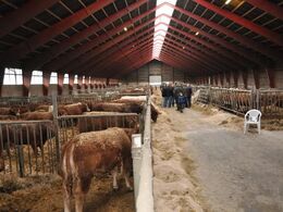 Stalden er 100 meter fra den ene ende til den anden og rummer alle besætningens dyr. Den er blevet bygget ad 2 omgange, efterhånden som Erik ønskede at udvide besætningen.