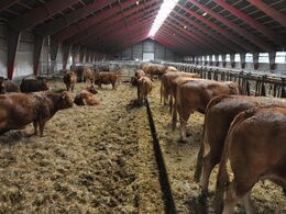 Ro og fred præger stalden hos Erik Møller – dyrene har det godt!