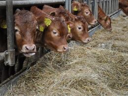 Kalvene stikker hovedet ud på fodergangen fra deres gode store kalveskjul. Og vi siger tak for en fin fremvisning af besætningen inden vi drager videre til næste besætningsbesøg.