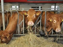 Masser af hø på foderbordet hos Mosegårdens Limousine
