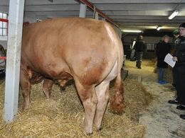 Denne ET-tyr fik masser af opmærksomhed – et af flere ET-dyr