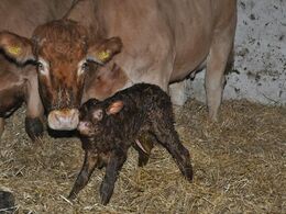 Denne kalv fik også masser af opmærksomhed. Den kom til verden netop da åbent hus begyndte