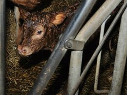 Den nyfødte kalv var meget hurtigt på benene, og mon ikke den undrede sig over al den postyr, der var i stalden?